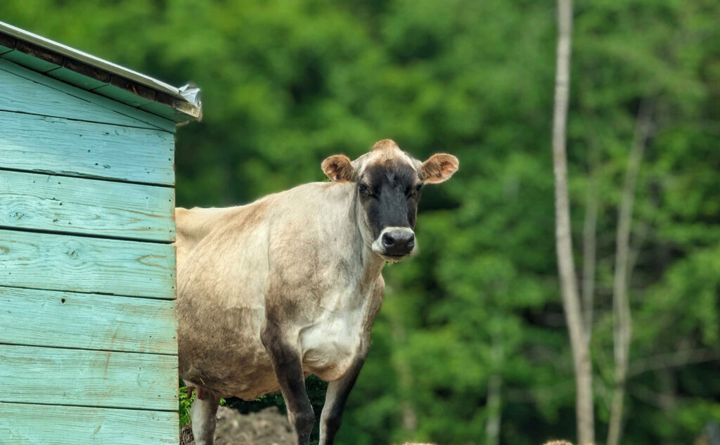 Photograph of a brown cow with a black face.